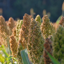 smash-brana-250×250-2